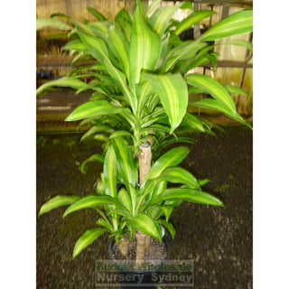Happy Plant Dracaena Fragrans Massangeana 250Mm Pot Default Type