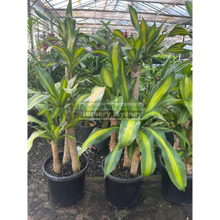 Happy Plant Dracaena Fragrans Massangeana 300Mm Pot Default Type