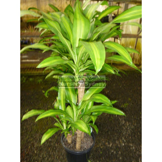 Happy Plant Dracaena Fragrans Massangeana 250Mm Pot Default Type