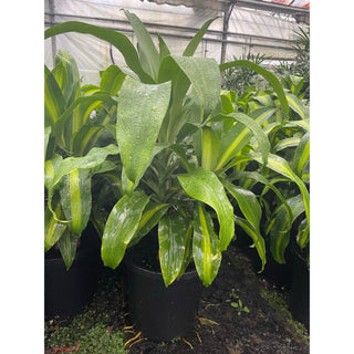 Happy Plant Dracaena Fragrans Massangeana 300Mm Pot Default Type