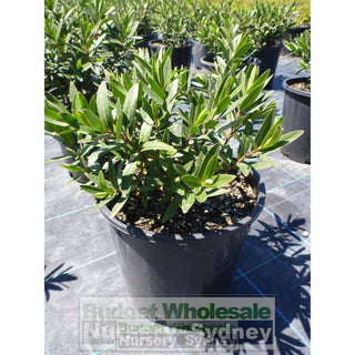 Hebe Icing Sugar 200Mm Pot Plants