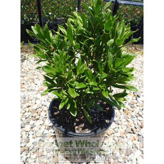 Hebe Wiri Image 200Mm Pot Plants
