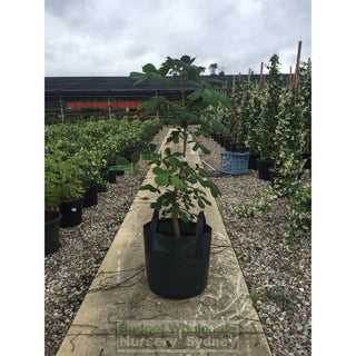 Horse-Chestnut - Aesculus Hippocastanum 45Lt Default Type