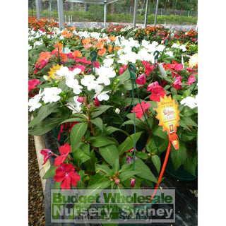 Impatiens 175Mm Hanger Default Type