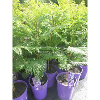 Jacaranda Mimosifolia 200Mm Default Type