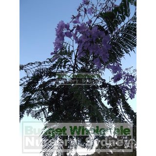 Jacaranda Mimosifolia 300Mm Pot Plants