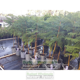 Jacaranda Mimosifolia 300Mm Pot Plants