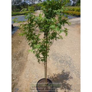 Japanese Maple Acer Palmatum 250Mm Plants