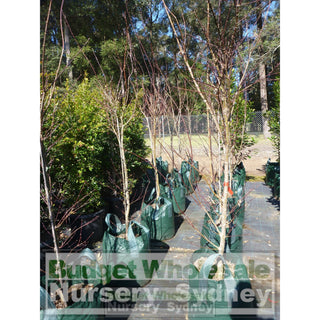Japanese Maple Acer Palmatum Atropurpureum 45Lt Bag Plants