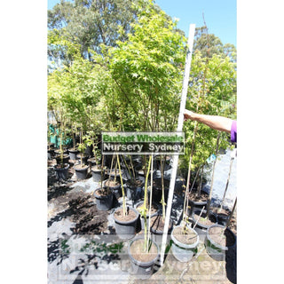 Japanese Maple Acer Palmatum 250Mm Plants