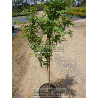 Japanese Maple Acer Palmatum 250Mm Plants