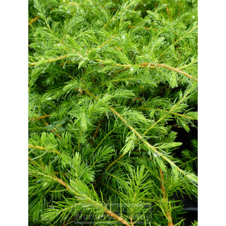 Juniperus Conferta Shore Juniper 140Mm Pots Gift Card