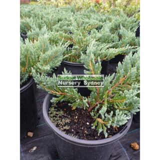 Juniperus Horizontalis Blue Rug 200Mm Pot Default Type