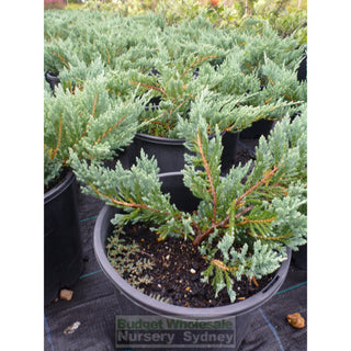 Juniperus Horizontalis Blue Rug 200Mm Pot Default Type