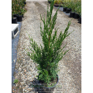 Juniperus Spartan 200Mm Pot Plants
