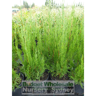 Juniperus Spartan 200Mm Pot Plants