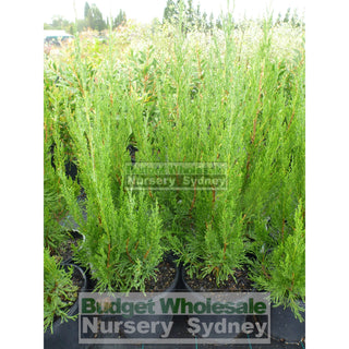 Juniperus Spartan 200Mm Pot Plants