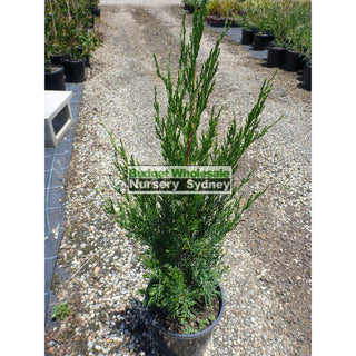 Juniperus Spartan 200Mm Pot Plants