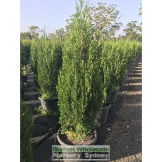 Juniperus Spartan 500Mm Pot Plants
