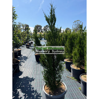 Juniperus Spartan 500mm Pot Plants