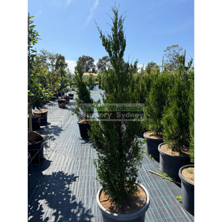 Juniperus Spartan 500mm Pot Plants