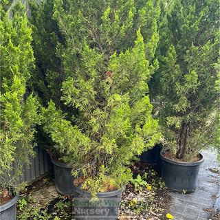Juniperus Spartan 500Mm Pot Plants