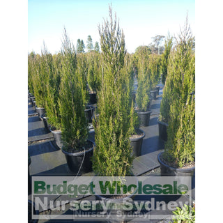 Juniperus Spartan 500Mm Pot Plants