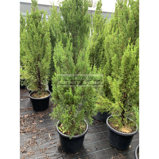 Juniperus Spartan Extra Large 400Mm Pot Plants