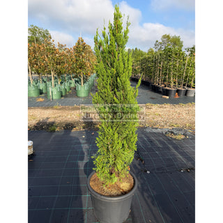 Juniperus Spartan Extra Large 400mm Pot Plants