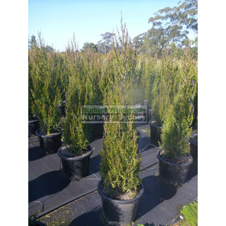 Juniperus Spartan Extra Large 400Mm Pot Plants