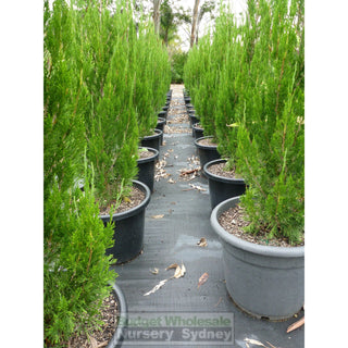 Juniperus Spartan Extra Large 400Mm Pot Plants