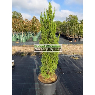 Juniperus Spartan Extra Large 400mm Pot Plants