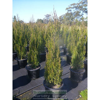 Juniperus Spartan Extra Large 400Mm Pot Plants