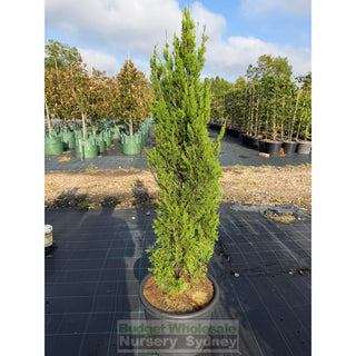 Juniperus Spartan Extra Large 400mm Pot Plants