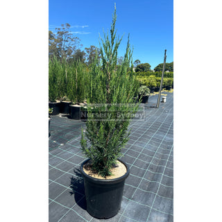 Juniperus Spartan Large 300Mm Pot Of Plants