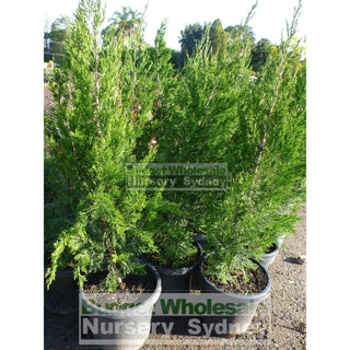 Juniperus Spartan Large 300Mm Pot Plants