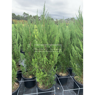 Juniperus Spartan Large 300Mm Pot Plants
