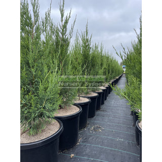 Juniperus Spartan Large 300Mm Pot Plants