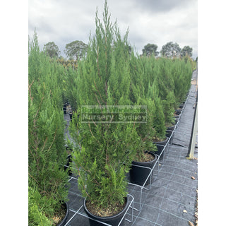 Juniperus Spartan Large 300Mm Pot Plants