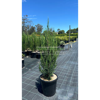 Juniperus Spartan Large 300Mm Pot Of Plants