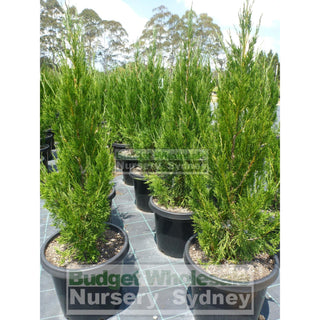 Juniperus Spartan Large 300Mm Pot Plants