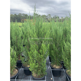 Juniperus Spartan Large 300Mm Pot Plants