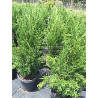 Juniperus Spartan Large 300Mm Pot Plants