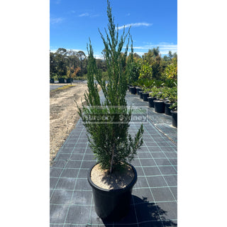 Juniperus Spartan Large 300Mm Pot Of Plants