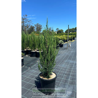 Juniperus Spartan Large 300Mm Pot Of Plants