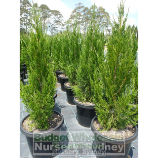 Juniperus Spartan Large 300Mm Pot Plants