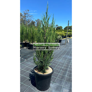 Juniperus Spartan Large 300Mm Pot Of Plants