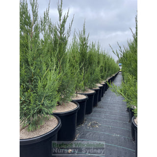 Juniperus Spartan Large 300Mm Pot Plants