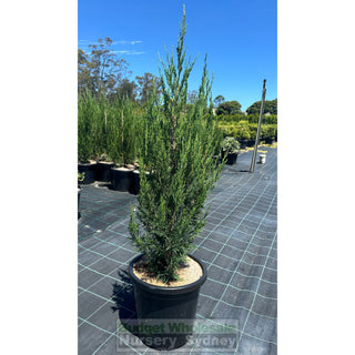 Juniperus Spartan Large 300Mm Pot Of Plants