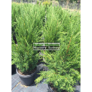 Juniperus Spartan Large 300Mm Pot Plants